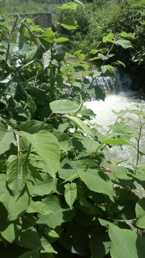 Cottage Forest Stream فيسوكو المظهر الخارجي الصورة